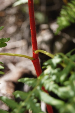 20110910_north rim_solo_jg_jg_0025.JPG